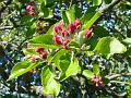 2013-0501-1340_Apple_Blossom_15.9C